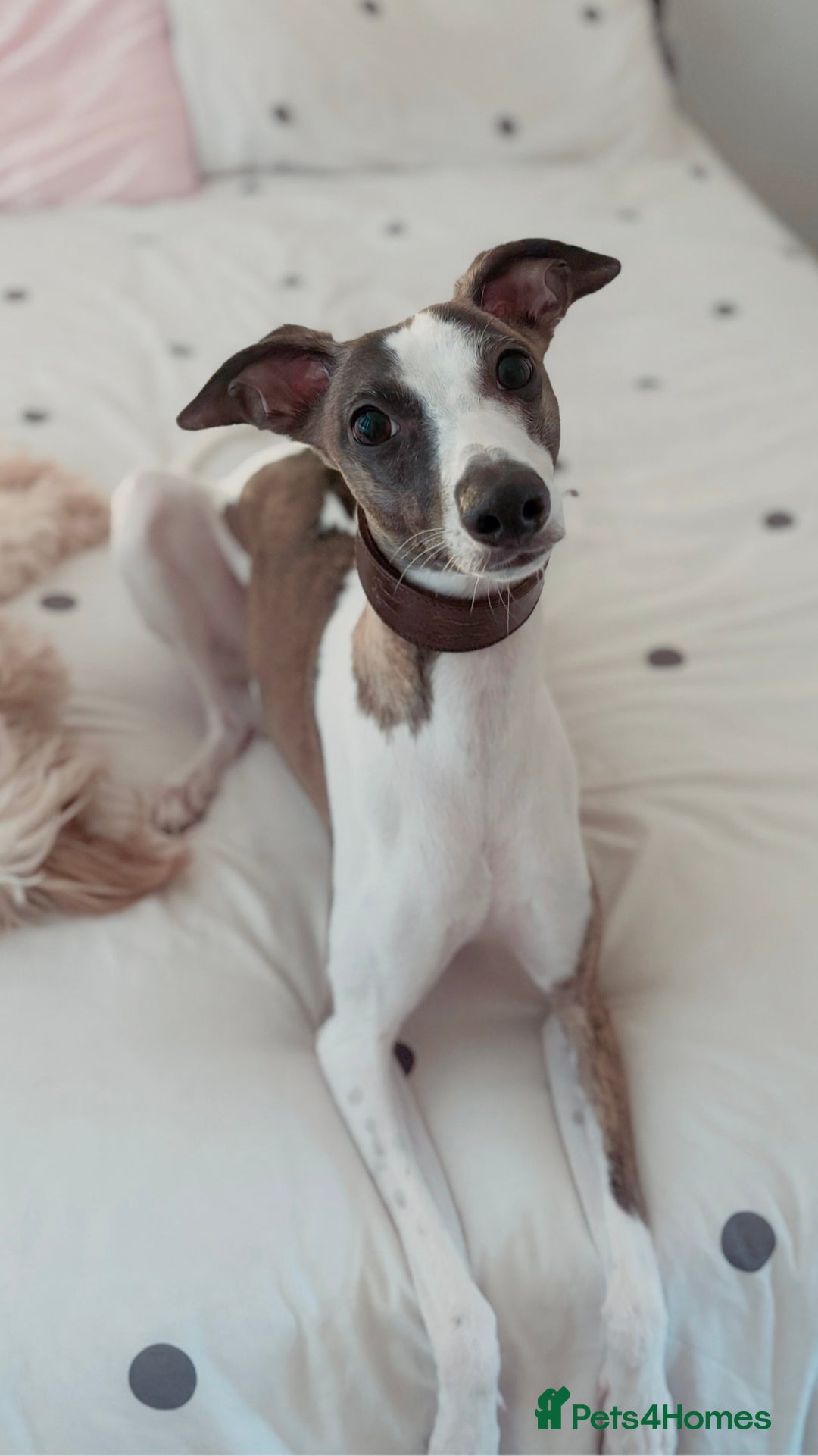 Whippet dogs for sale: Whippet  - Advert 1