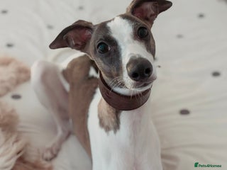 Whippet dogs Whippet - Advert 8