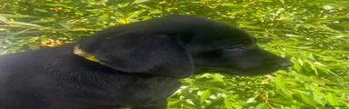 Labrador Retriever 4