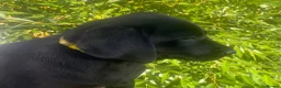 Labrador Retriever dogs for sale: KC Registered Black Labrador puppies  - Advert 7