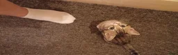 Mixed Breed cats for sale: 5 kittys  - Advert 23