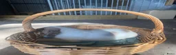 Sprocker dogs for sale: Sprocker puppies - working lines - Advert 4
