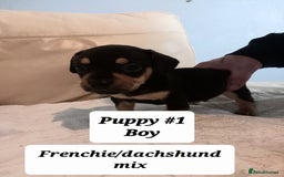 Mixed Breed dogs for sale: Frenchie/Dachshund puppies - Image 15