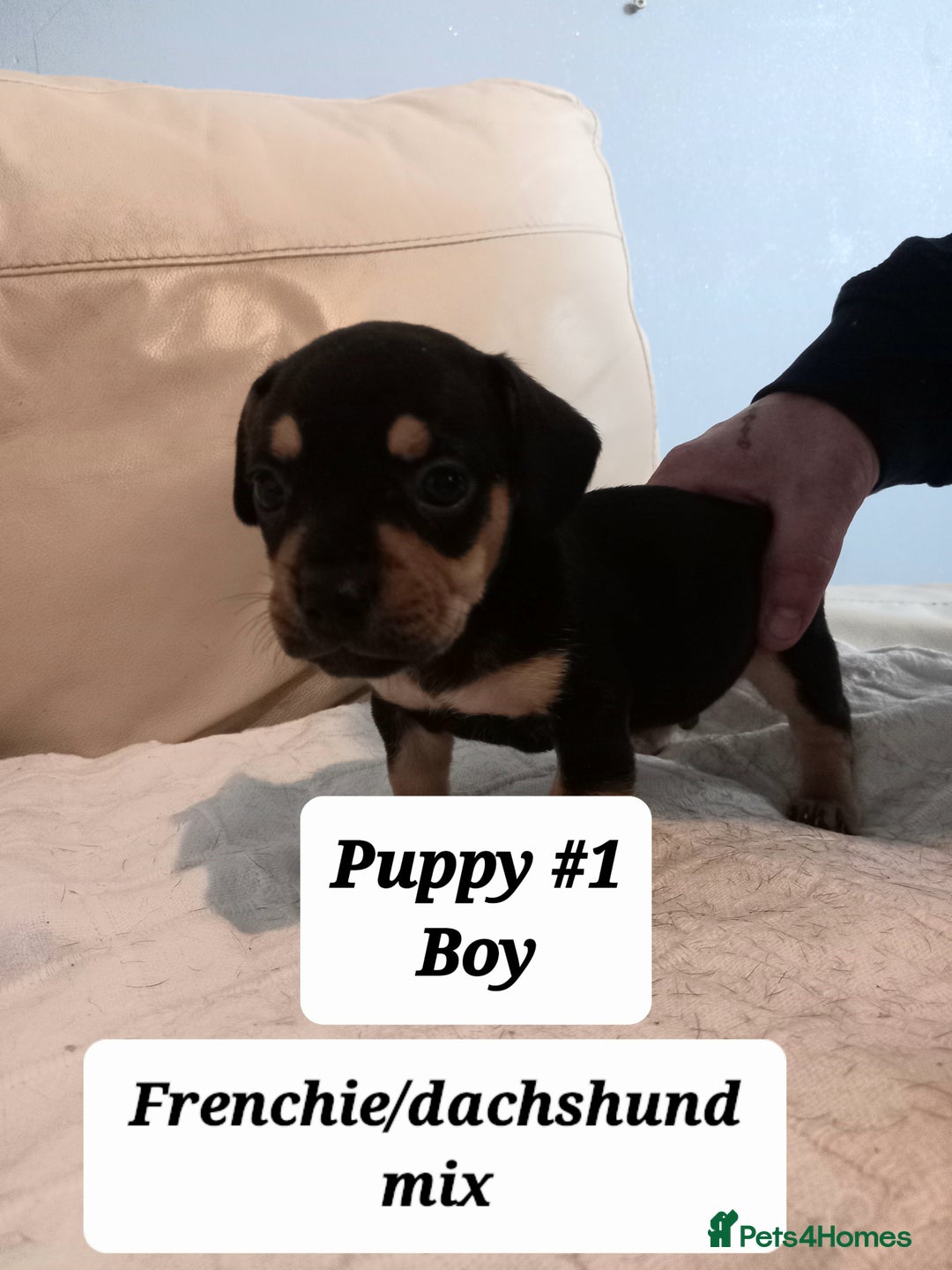 Mixed Breed dogs for sale: Frenchie/Dachshund puppies - Image 15