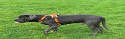 Cane Corso dogs for stud: Available for stud blue cane corso in Harrogate - Advert 2