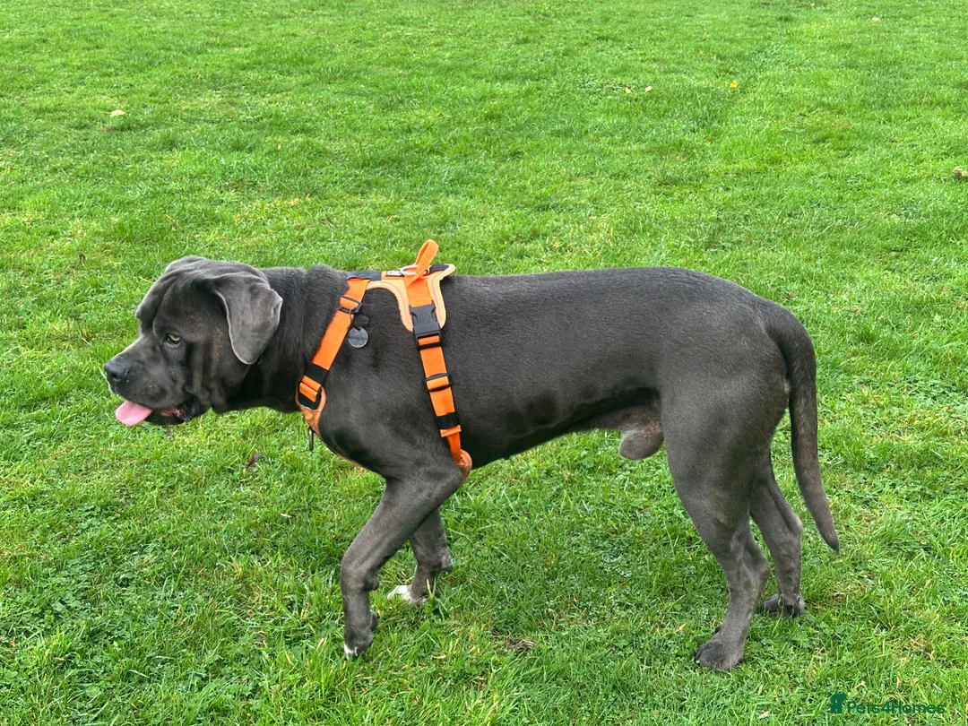 Cane Corso dogs for stud: Available for stud blue cane corso in Harrogate - Advert 2