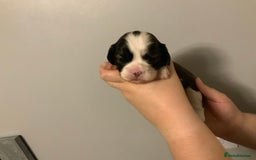 Cava Tzu dogs for sale: Gorgeous F1 Cava Ztu puppies - Image 10