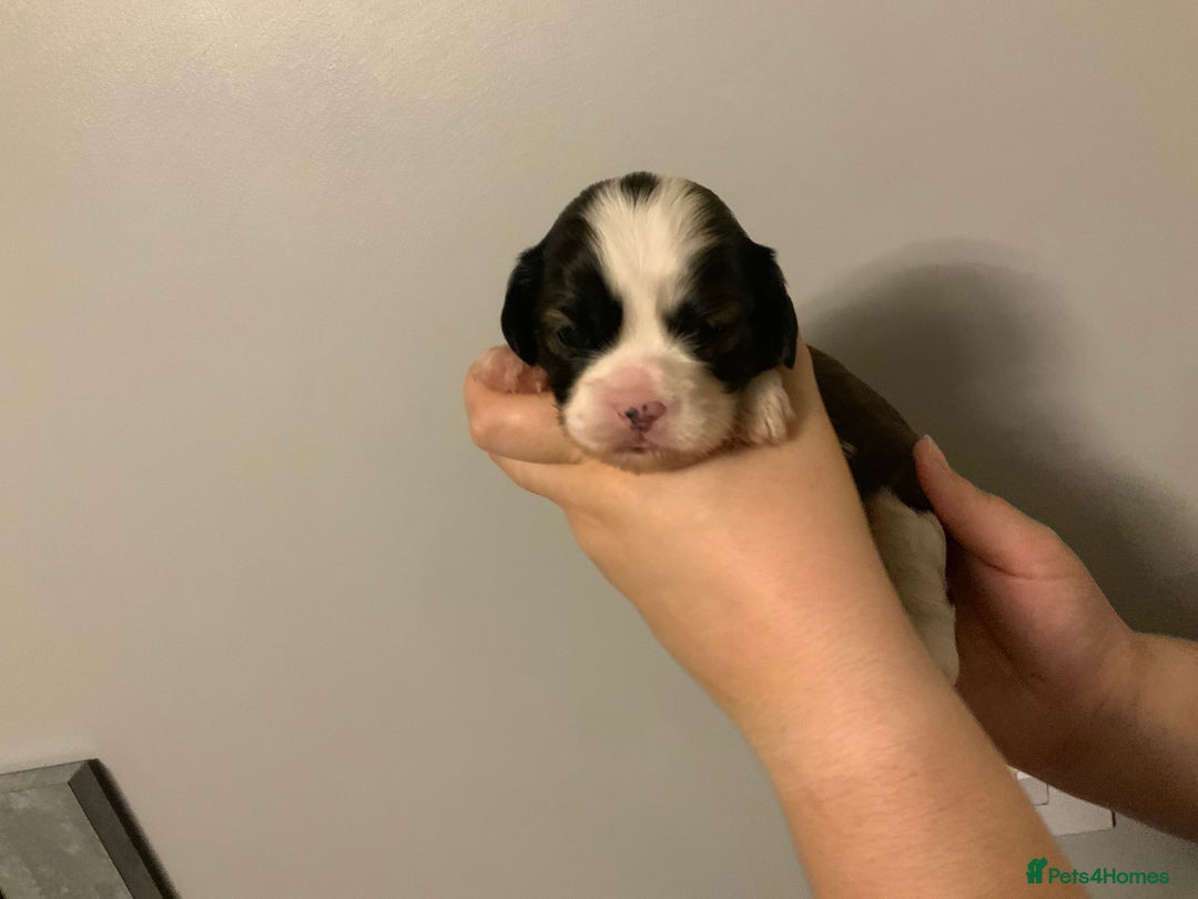 Cava Tzu dogs for sale: Gorgeous F1 Cava Ztu puppies - Image 10