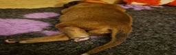 Boxer dogs for sale: Beautiful Pedigree Boxer Puppies - Advert 9