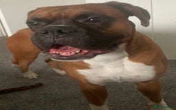 Boxer dogs for sale: A Second Chance for a Gentle Boxer - Advert 27