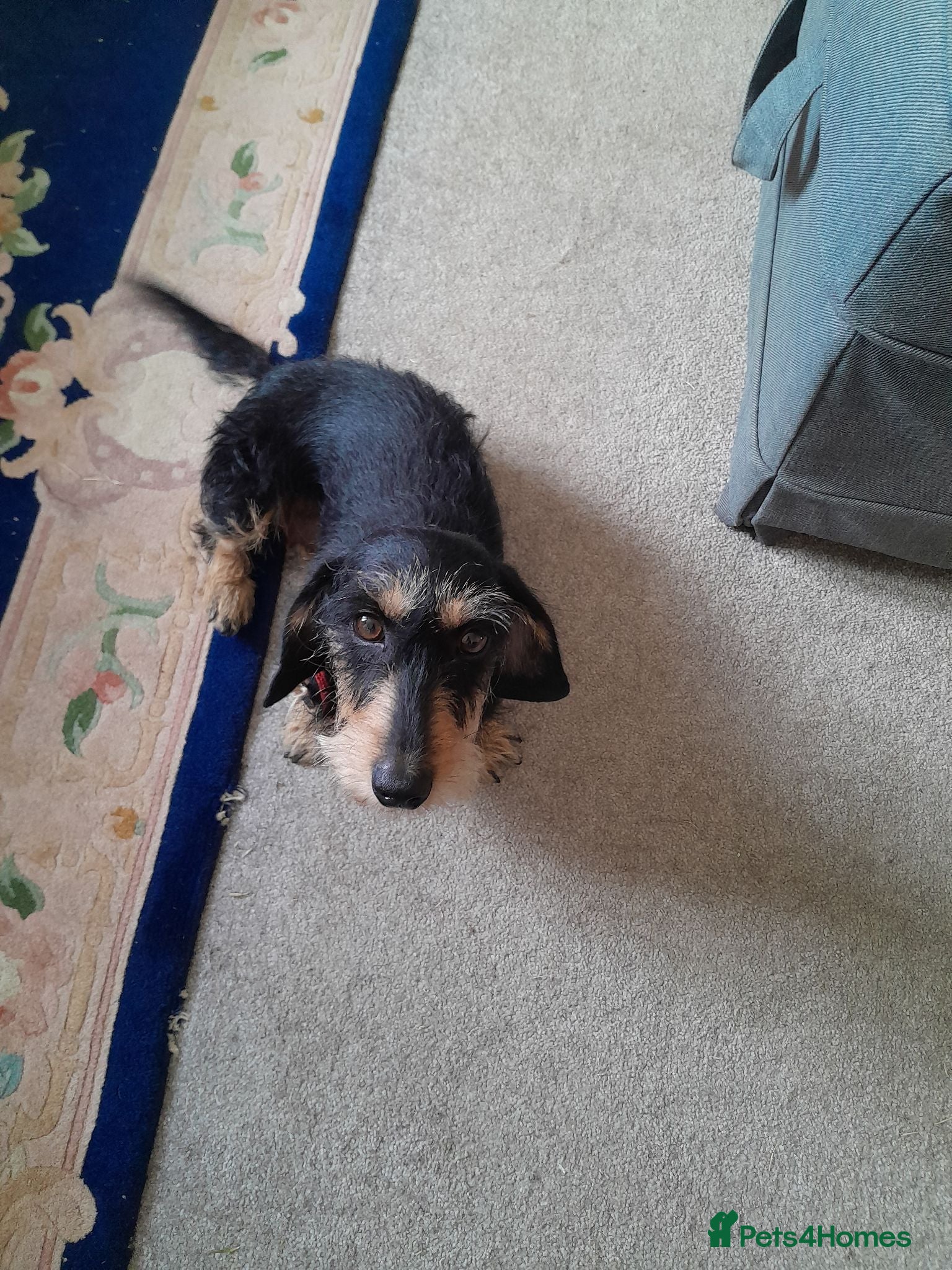 Miniature Dachshund dogs Miniature wire haired dachshunds - Advert 16
