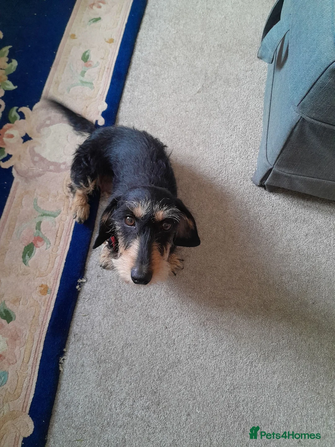 Miniature Dachshund dogs for sale: Miniature wire haired dachshunds in Sturminster Newton - Advert 1