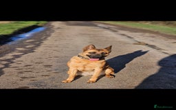 Belgian Shepherd Dog dogs for sale: 4 year old Belgian Malinios - Image 1