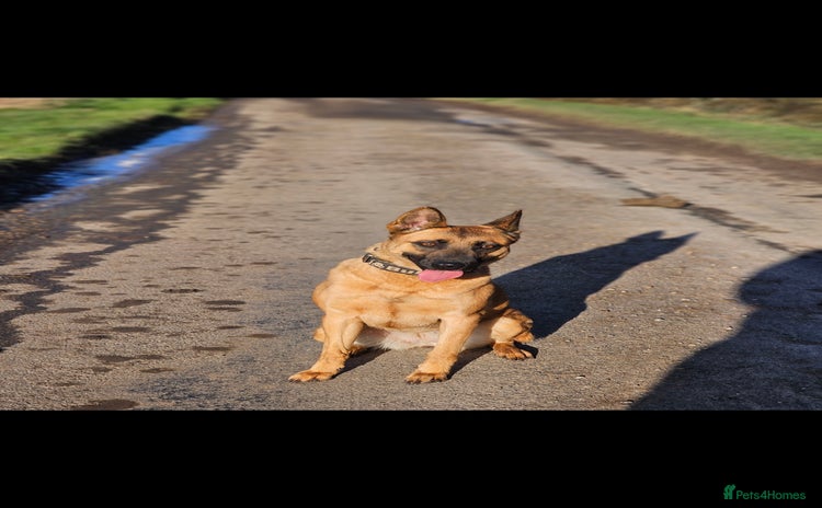 Belgian Shepherd Dog dogs - Advert 1