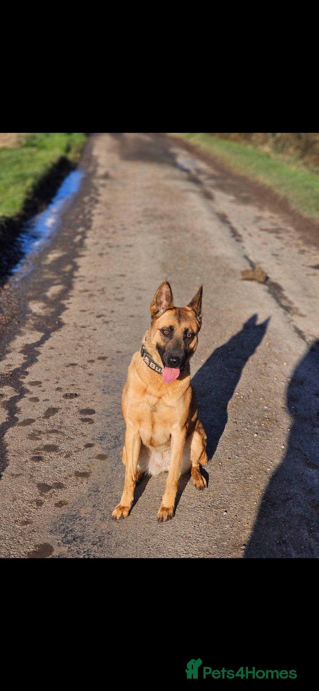 Belgian Shepherd Dog dogs for sale: 4 year old Belgian Malinios - Image 1