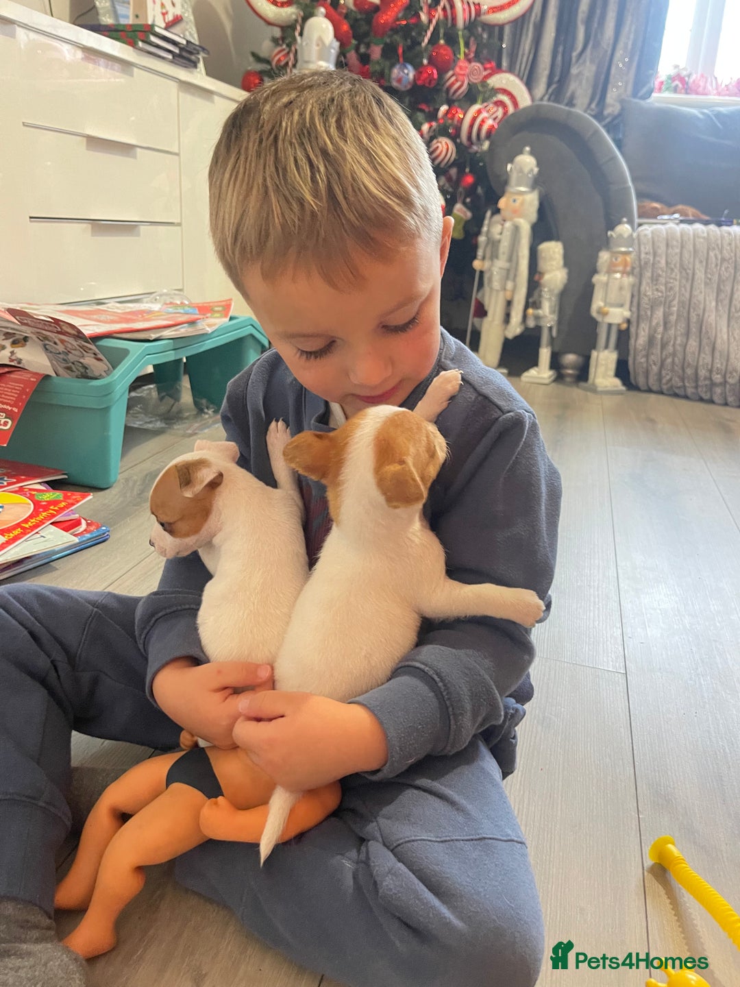 Jack Russell dogs for sale: READY NOW! OutstandingJack Russell puppies - Advert 27