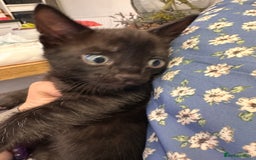 Bengal cats for sale: Mixed Breed Kittens  - Image 18
