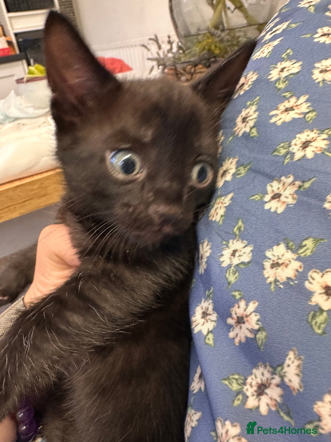 Bengal cats for sale: Mixed Breed Kittens  - Image 18