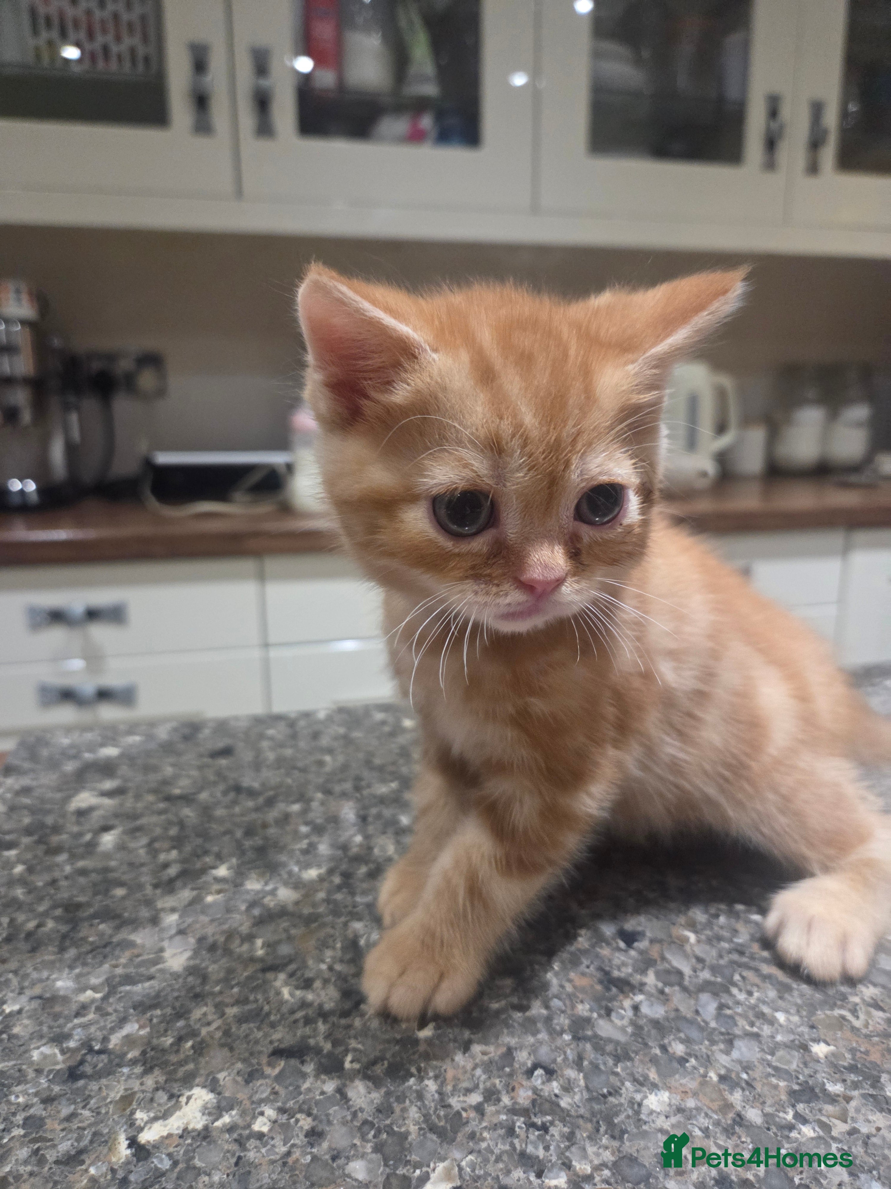 Persian Kitten 2