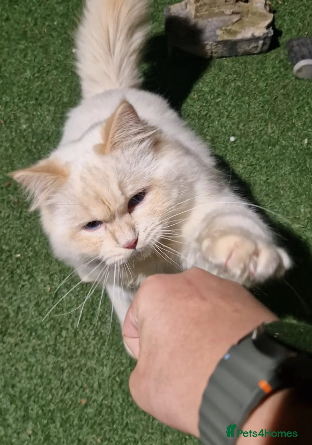 Ragdoll cats for stud: Flame ragdoll stud GCCF & Tica registered - Advert 1