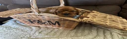 Cavalier King Charles Spaniel dogs for sale: Beautiful Cavalier King Charles Spaniel Puppies 🐶 - Advert 19