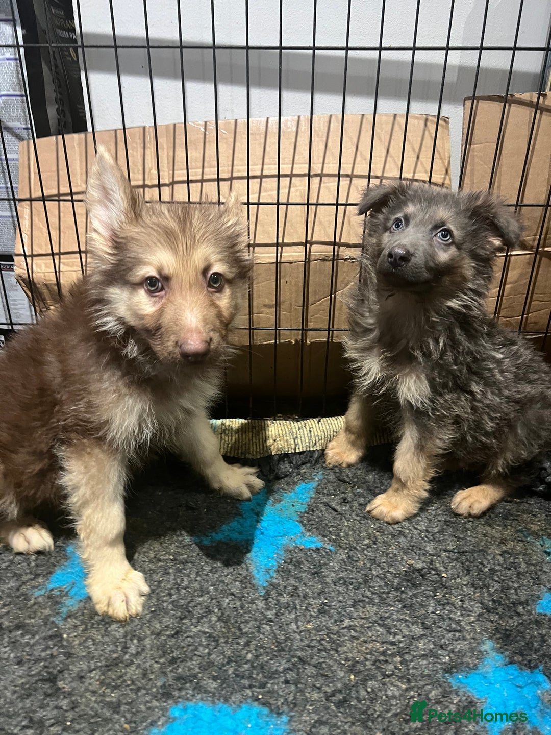 German Shepherd dogs for sale: German Shepherd Puppies Liver Isabella Blue Black  - Advert 6