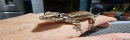 Gecko reptiles for sale: Gargoyle Gecko - Advert 2