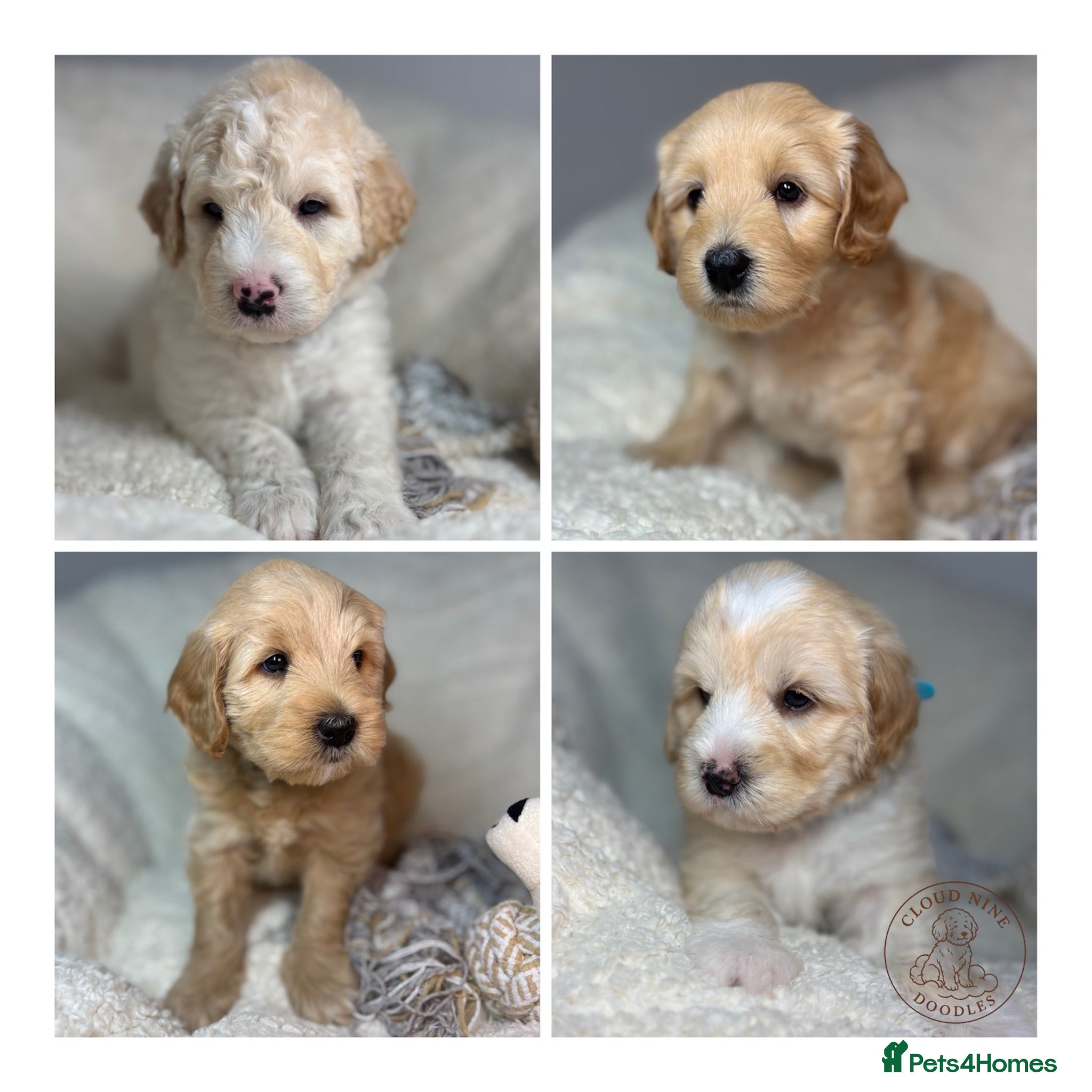Goldendoodle dogs  Health Tested Multigen Goldendoodle Puppies  - Advert 1