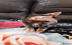 Bengal cats for sale: Pedigree Bengal Kittens - Image 14