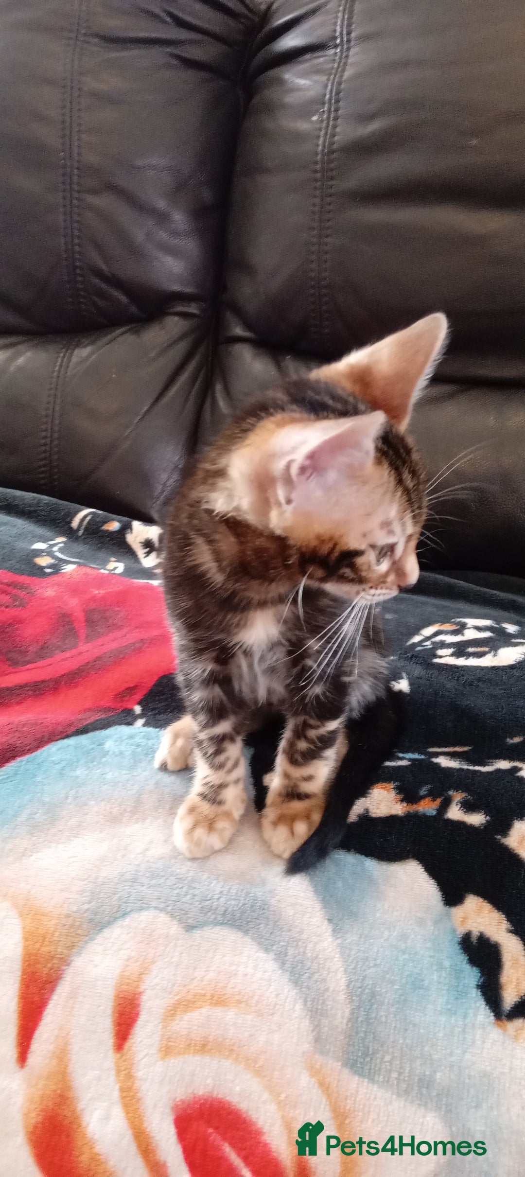 Bengal cats for sale: Pedigree Bengal Kittens - Image 14