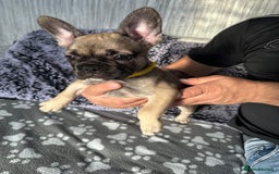 French Bulldog dogs for sale: Amazing french bulldog  - Image 31