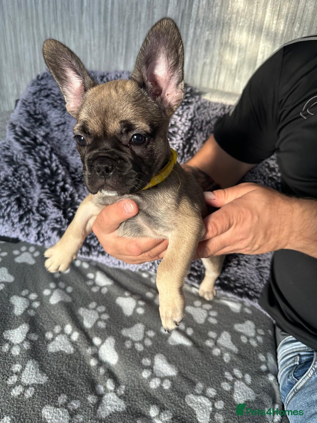 French Bulldog dogs for sale: Amazing french bulldog  - Image 31