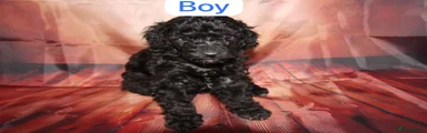 Toy Poodle 3