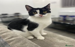 Domestic Shorthair cats for sale: ✨ Beautiful Kittens Ready Soon! ✨ - Image 5