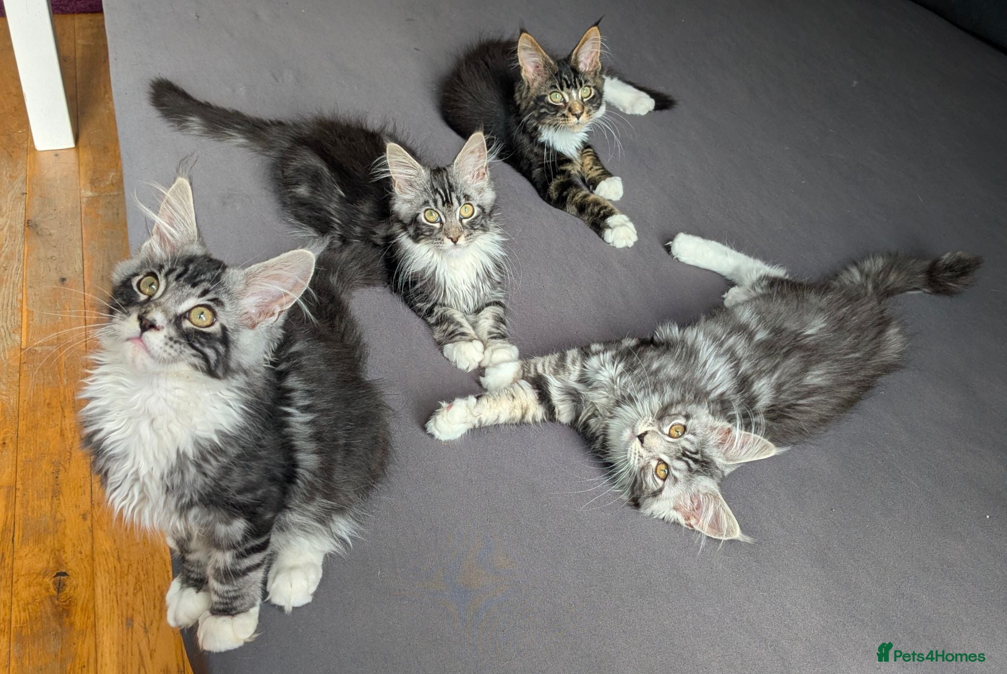 Maine Coon cats 🏆 Champion Sired Maine Coon Kittens – TICA - Advert 13