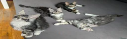 Maine Coon cats for sale: 🏆 Champion Sired Maine Coon Kittens – TICA - Advert 1