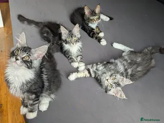 Maine Coon cats 🏆 Champion Sired Maine Coon Kittens – TICA - Advert 13