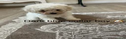 Bichon Frise dogs for sale: Bichon frise  - Advert 11