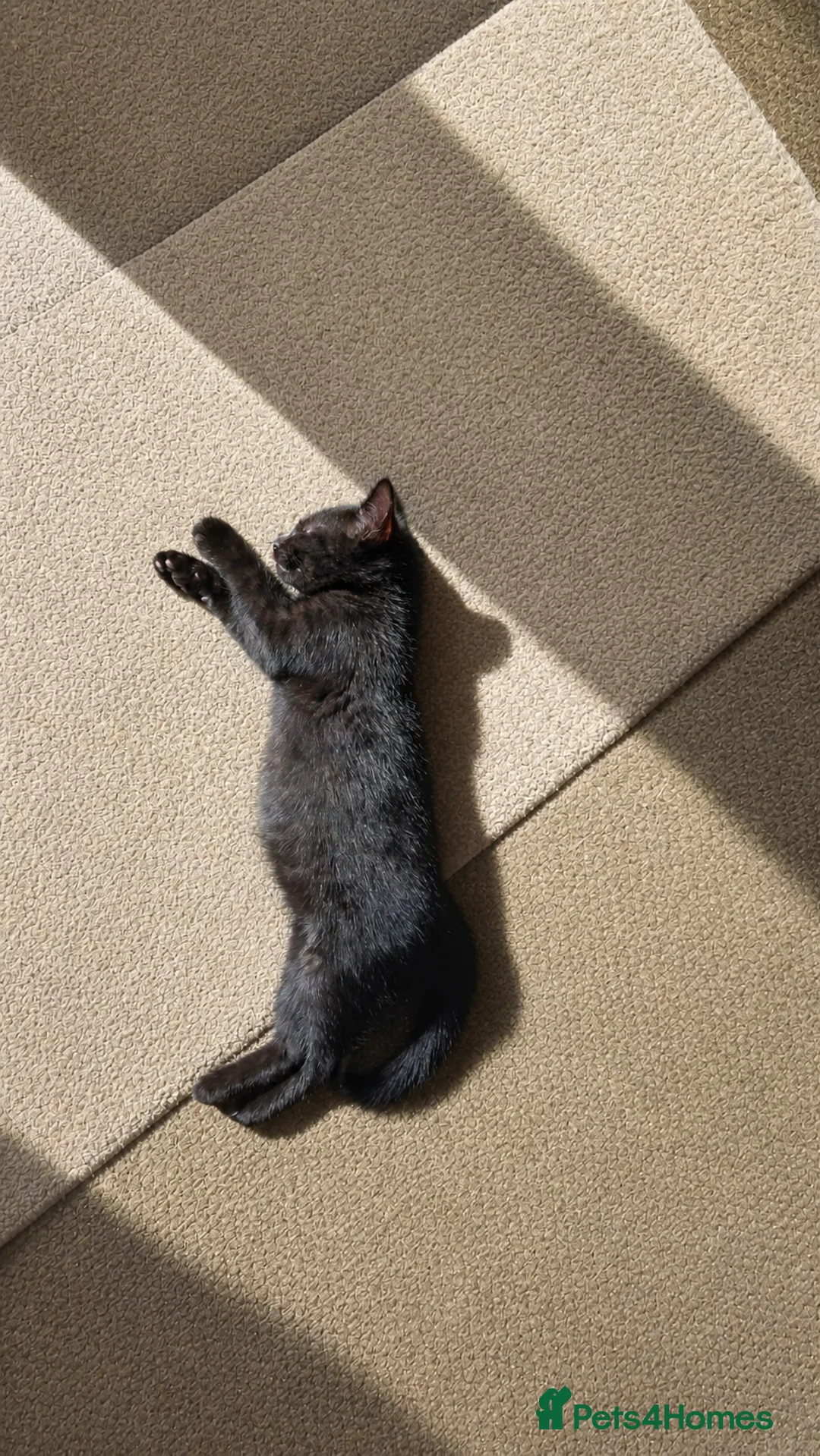Mixed Breed cats for sale: Gorgeous kittens ready now. - Advert 9
