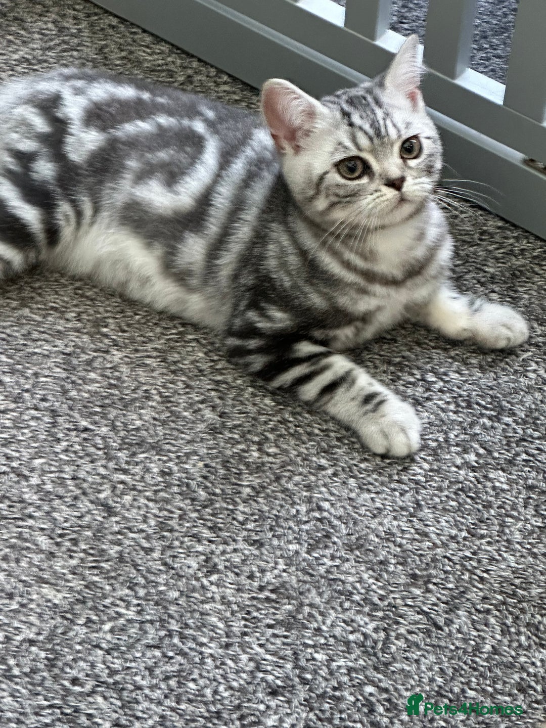 British Shorthair cats for sale: SILVER TABBIES - Registered & Full Pedigree - Image 3