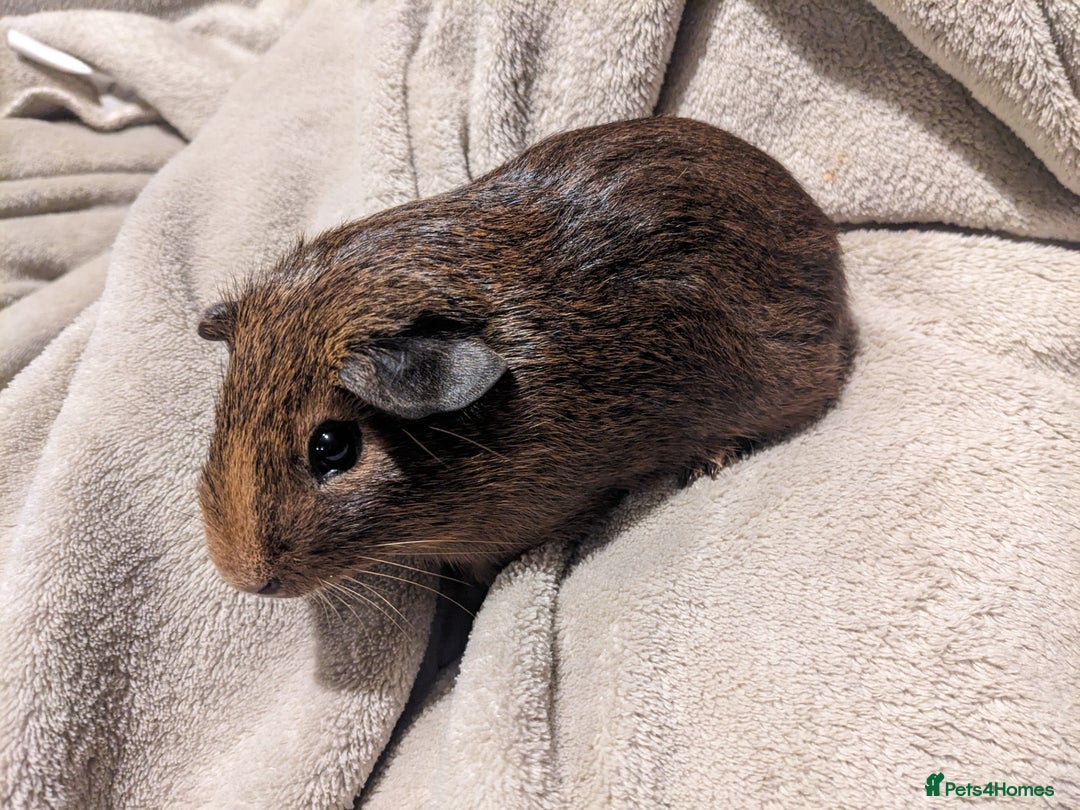 Guinea Pig rodents for sale: Baby guinea pigs  - Advert 1