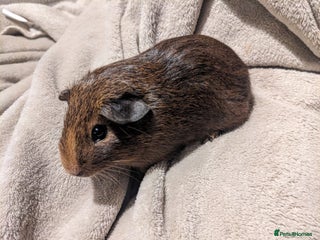 Guinea Pig rodents Baby guinea pigs - Advert 18