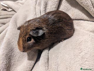 Guinea Pig rodents Baby guinea pigs - Advert 20