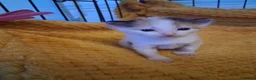 Mixed Breed cats for sale: 5 absoloutly stunning kittens  - Advert 7