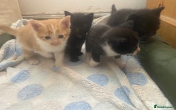 Mixed Breed cats for sale: 4 beautiful kittens. 1 boy 3 girls  - Image 1