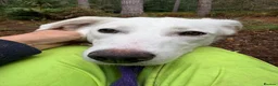 Mixed Breed dogs for adoption: Lulu - Norwich Norfolk  - Advert 13
