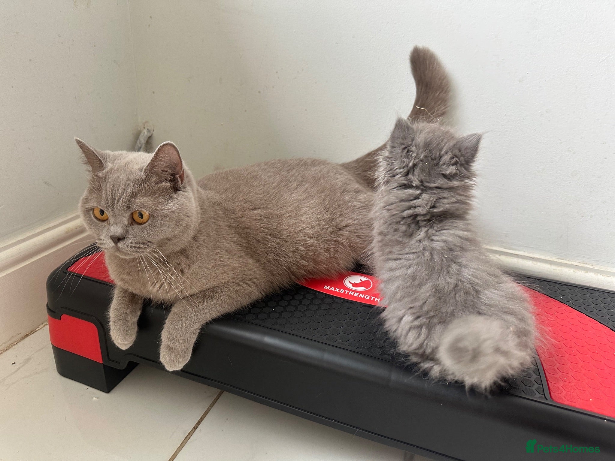 British Shorthair cats British shorthair and longhair kittens - Advert 1