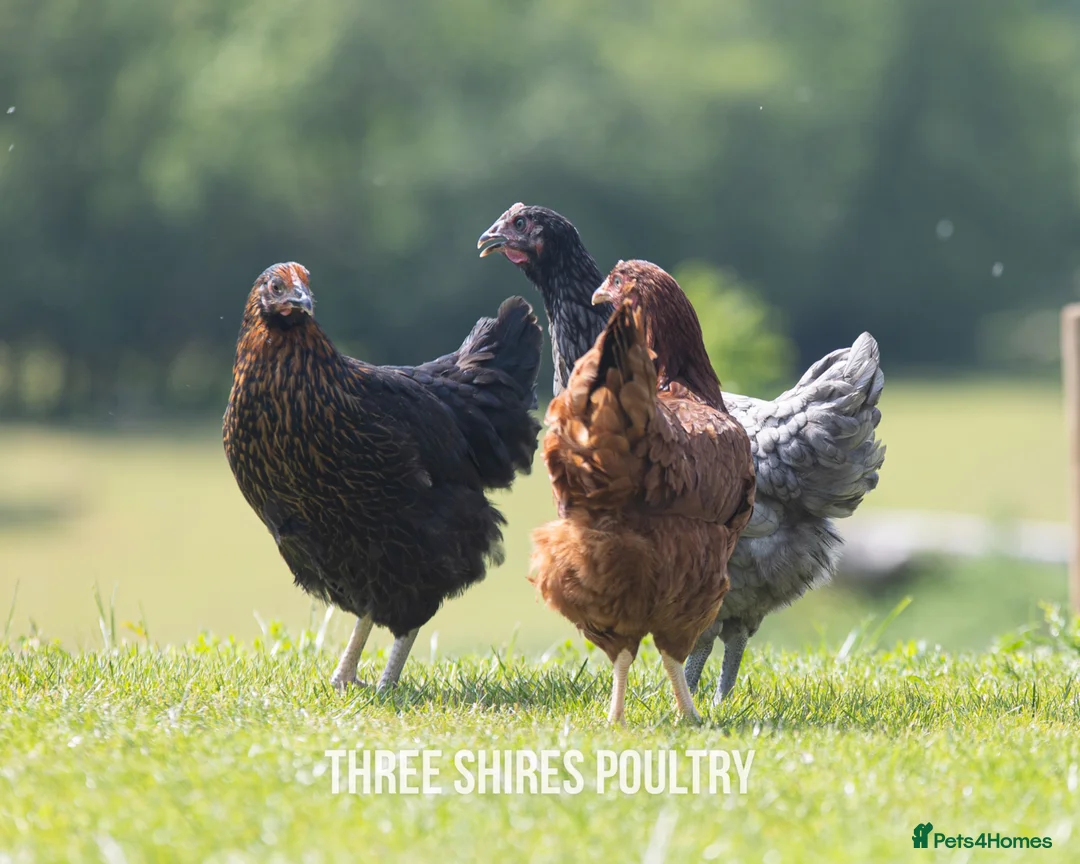 Chickens poultry for sale: Rhode Rock point of lay chickens - Advert 3