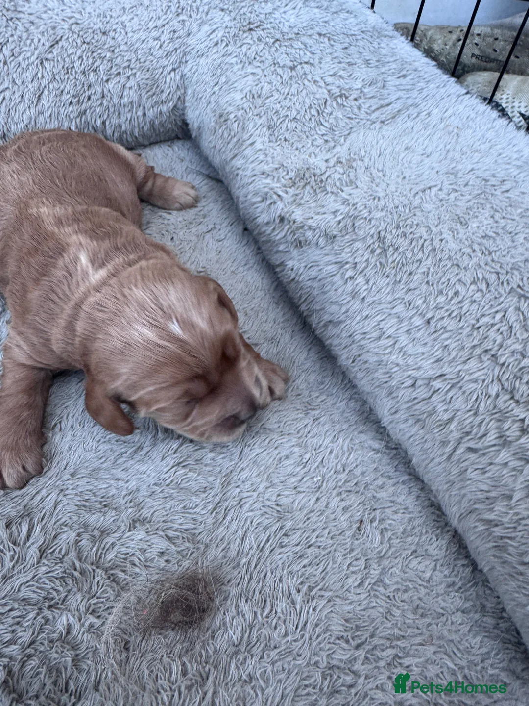 Cockapoo dogs for sale: Beautiful  F1 Cockerpoo pups  - Advert 19