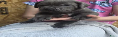 Male grey collar  osiris 
